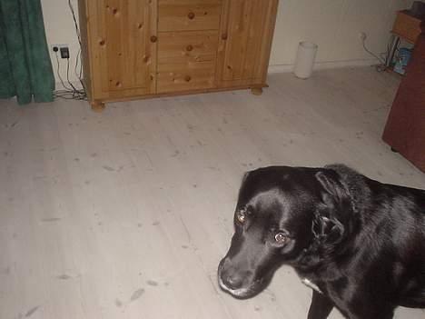 Labrador retriever konrad billede 6