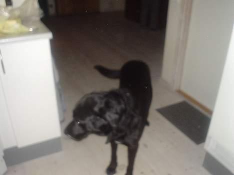 Labrador retriever konrad billede 7