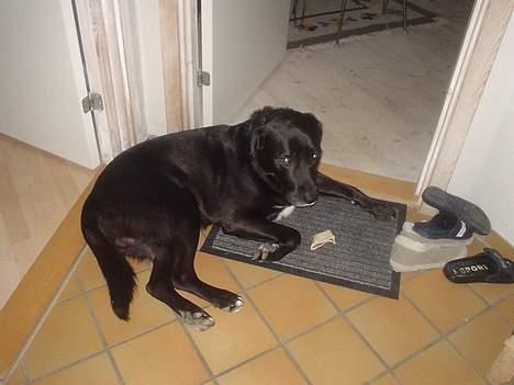 Labrador retriever konrad billede 8