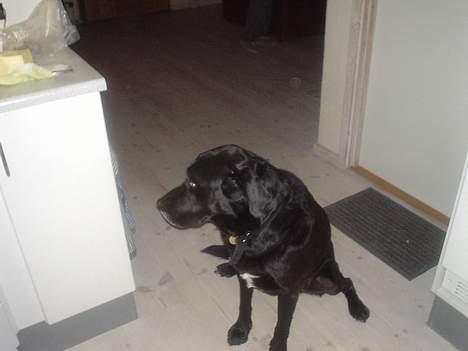 Labrador retriever konrad billede 9