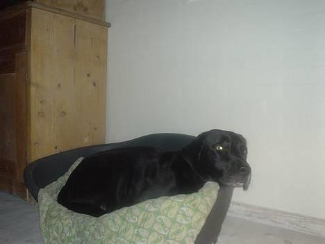 Labrador retriever konrad billede 10