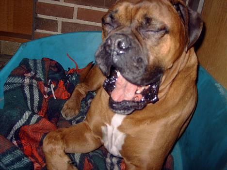 Boxer Krølle- Død - GAAAAB hvor er jeg træt!!!!!!!!!!!!!!!!! billede 1