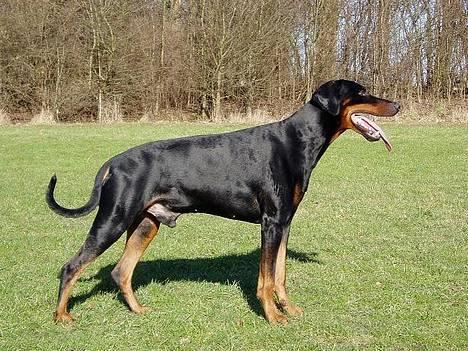 Dobermann Amigo (29/12/99-17/01-08) - Nu tager hun billeder.....IGEN.... billede 8