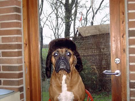 Boxer Krølle- Død - Åååå hvor er jeg fin med den ruskinshue på, er jeg ikke?? billede 5