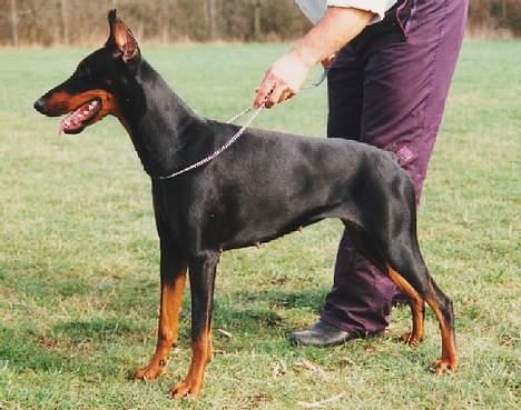Dobermann Amigo (29/12/99-17/01-08) - Det her er heller ikke mig, men min mor "Duplo" billede 10