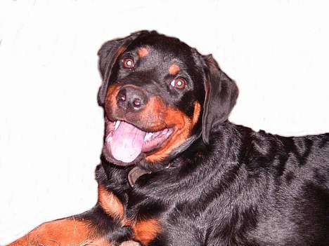 Rottweiler Vom Hause Fachmann´ Easy (RIP)  - Easy, ca 20 uger gammel billede 1