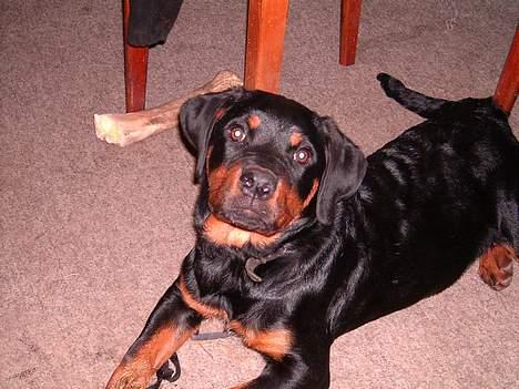 Rottweiler Vom Hause Fachmann´ Easy (RIP)  - Hov! Der var et kamera! billede 2