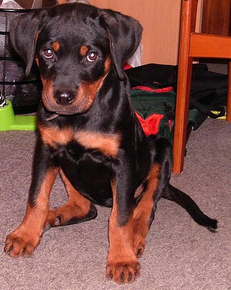 Rottweiler Vom Hause Fachmann´ Easy (RIP)  - Er du ikke snart færdig med at tage billeder af mig ????? billede 3