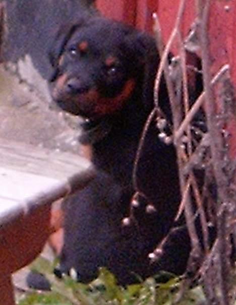 Rottweiler Vom Hause Fachmann´ Easy (RIP)  - Må jeg godt komme ind nu????? billede 4