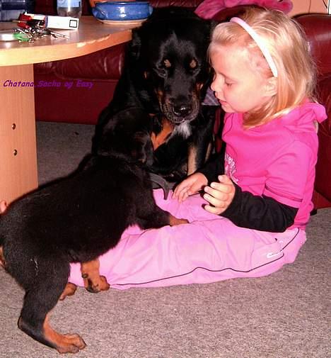 Rottweiler Vom Hause Fachmann´ Easy (RIP)  - Chatana Og Easy billede 5