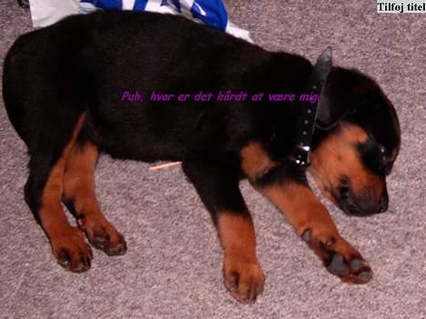 Rottweiler Vom Hause Fachmann´ Easy (RIP)  - Easy som 8/9-ugers efter træning *GG* billede 6