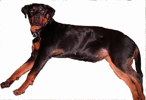Rottweiler Vom Hause Fachmann´ Easy (RIP)  - Easy, 9 mdr gammel billede 7