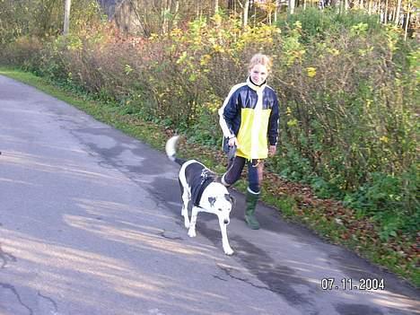 Blanding af racer Pletti (død) - På gåtur til skoven billede 8