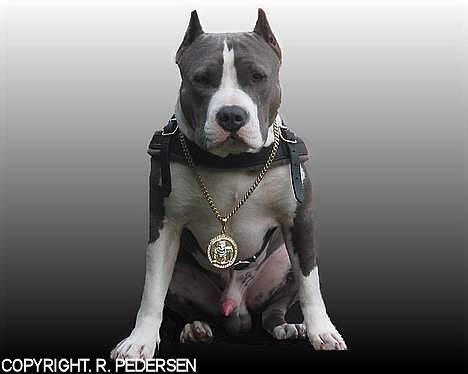 Amerikansk staffordshire terrier Gang-staff FunFun (R.I.P) - HMM!! billede 9