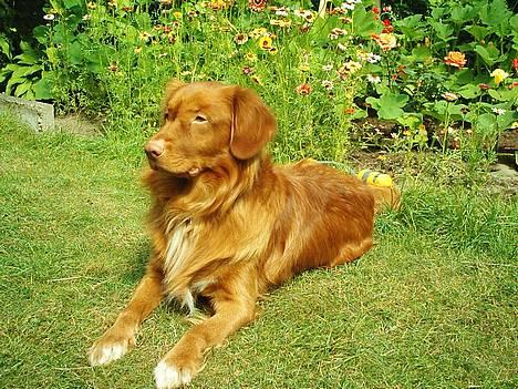 Nova scotia duck tolling retriever Leo billede 2