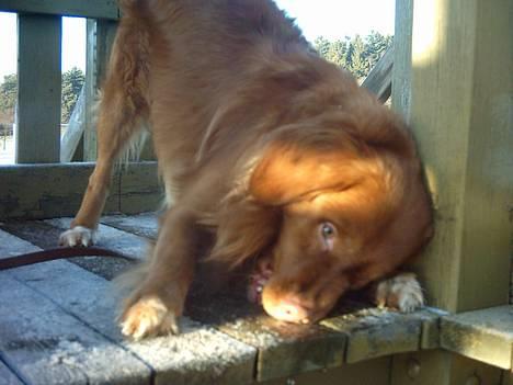 Nova scotia duck tolling retriever Leo - Leo slikker rimfrosten, han er ik canadier for ingenting billede 3