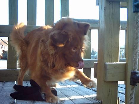 Nova scotia duck tolling retriever Leo billede 4