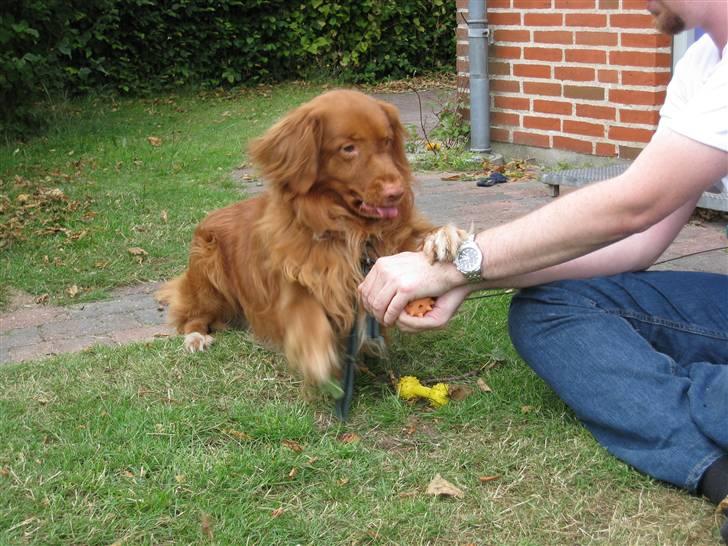 Nova scotia duck tolling retriever Leo - 29 juni 2008 billede 6