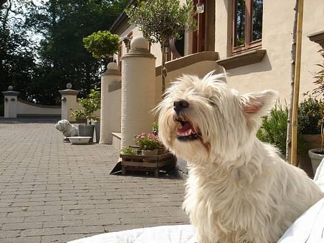 West highland white terrier Tottie - Im the queen.... .lol billede 1
