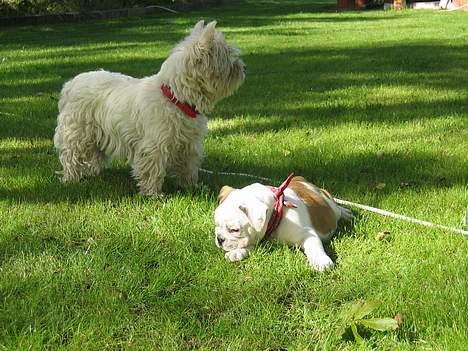West highland white terrier Tottie - Hmm... Hvad laver det der??? Lader som om jeg ikke har set det, så kan det være det forsvinder billede 2