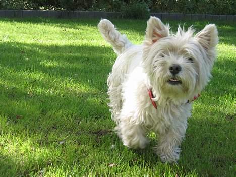 West highland white terrier Tottie - Whats up??? billede 3