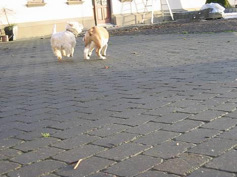 West highland white terrier Tottie - Der kan du selv se... Jeg går til agilety.... billede 4