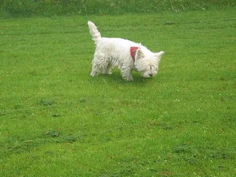 West highland white terrier Tottie - Går spor.... ;o) billede 5