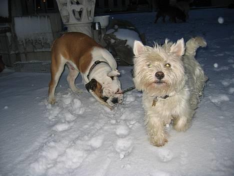 West highland white terrier Tottie - Jubii.... sne...... billede 6