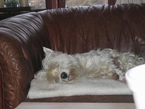 West highland white terrier Tottie - Hvis jeg spiller død, så slipper jeg måske for et bad!!! billede 7