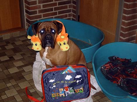 Boxer Krølle- Død - Så er jeg klar til en lang køretur billede 7