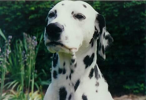 Dalmatiner Dalmatins Etoile - Dalmatins Etoile billede 1