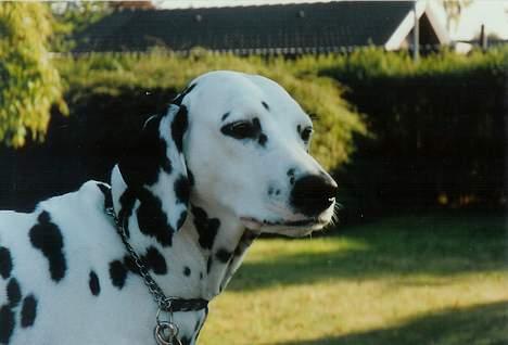 Dalmatiner Dalmatins Etoile billede 2