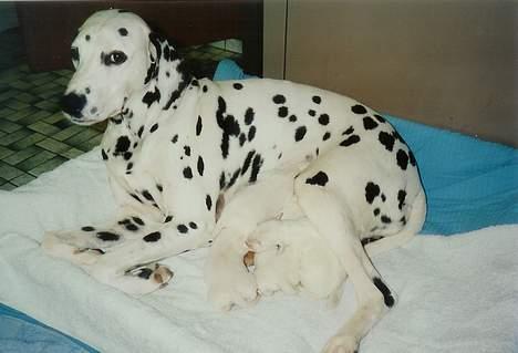 Dalmatiner Dalmatins Etoile - Hendes sidste kuld hvalpe. 4 stk, L-kuldet billede 3