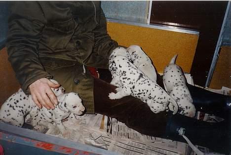 Dalmatiner Dalmatins Etoile - Hendes 3. kuld hvalpe billede 4