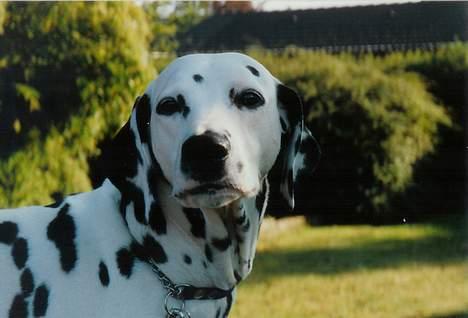 Dalmatiner Dalmatins Etoile billede 5