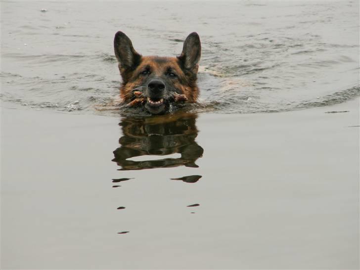 Schæferhund Nemo 2/3-97 - 22/9-07 - Vandhunden Nemo. NYT 24/9 billede 9