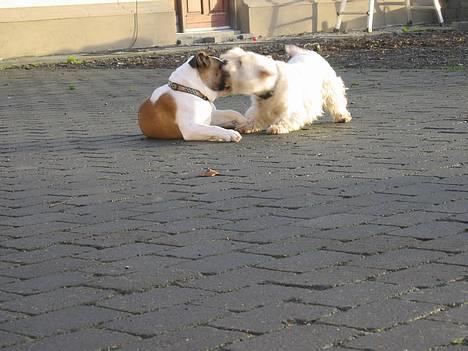 West highland white terrier Tottie - Han er da godt nok sjov.... billede 8
