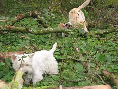 West highland white terrier Tottie - Er der noget så dejligt som en tur i skoven... (med 2 lækre mandfolk) billede 9