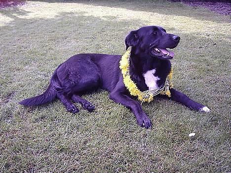 Blanding af racer lady - guddommelig ser jeg ud med min gule krans billede 1