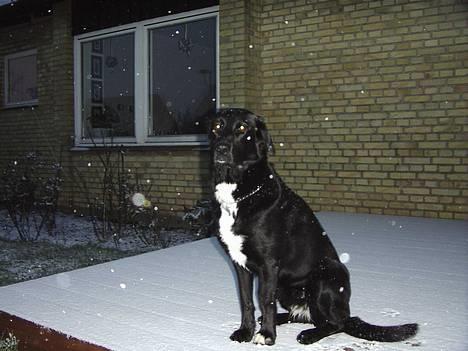 Blanding af racer lady - charmerende billede 2