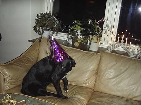 Blanding af racer lady - kan ik li min nytårs hat billede 4