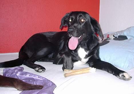 Blanding af racer lady - sød som altid billede 3