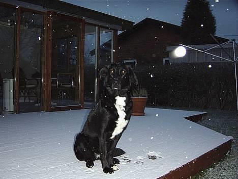 Blanding af racer lady - smuk her i sneen er jeg billede 5