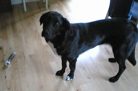 Blanding af racer lady - er jeg ik k´ær billede 6