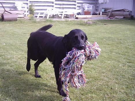 Blanding af racer lady - vil du lege billede 7