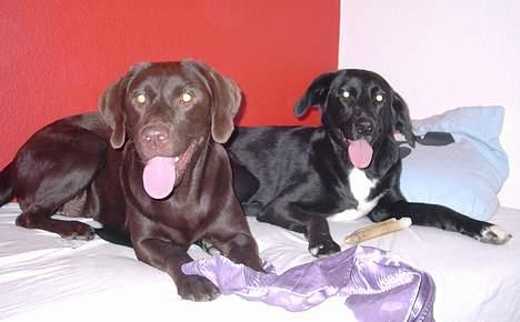 Labrador retriever Sif(stella) - sif og lady billede 8