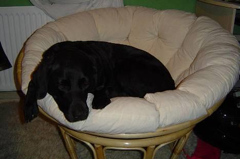 Labrador retriever Mille - Mille har fundet ud af at min fuglerede er dejlig at ligge i. Her har hun lige lånt den. billede 2