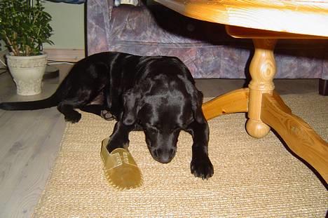 Labrador retriever Mille - Mille er ved at spise det sidste af hendes julekalender. billede 3