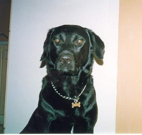 Labrador retriever Mille - "Kan jeg se mere vigtig ud" billede 4