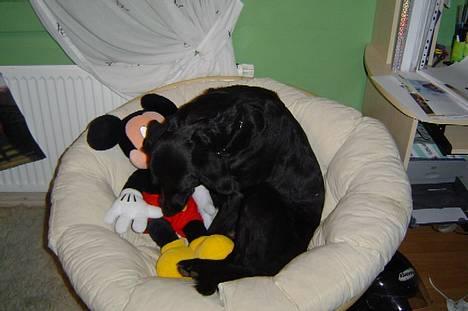 Labrador retriever Mille - Mille passer på sin store "baby" billede 5